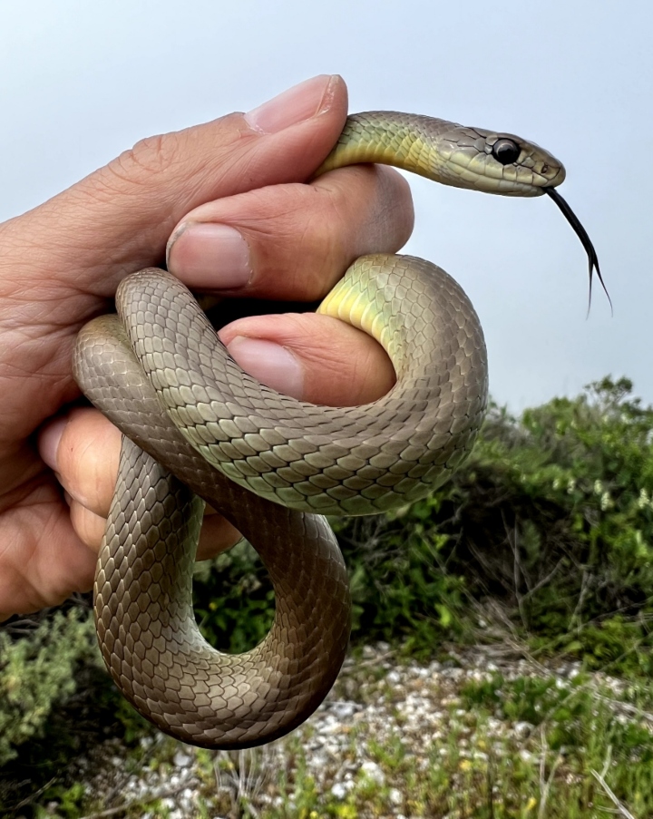 Yellowbelly Racer